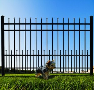 Iron Fence and a Dog