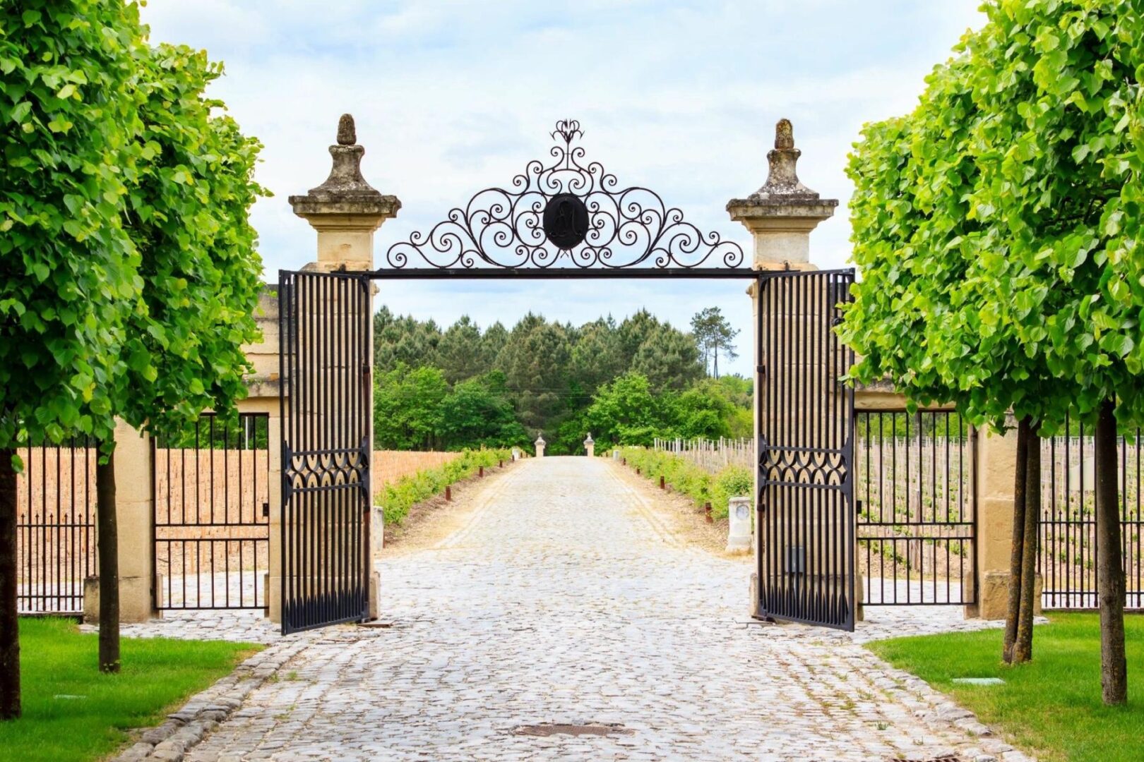 Luxury iron gate to the entrance of a vineyard